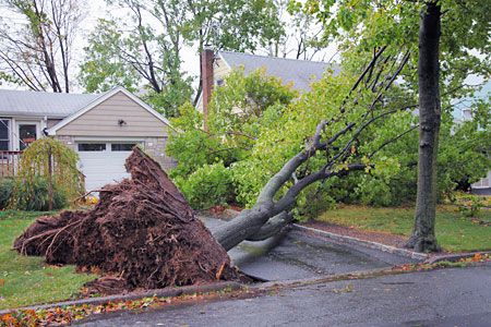 Fallen tree removal in DFW